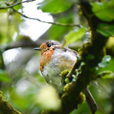 image of a bird
